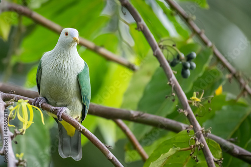 Ptilope de la Société - Ptilinopus purpuratus - Grey-green Fruit Dove
