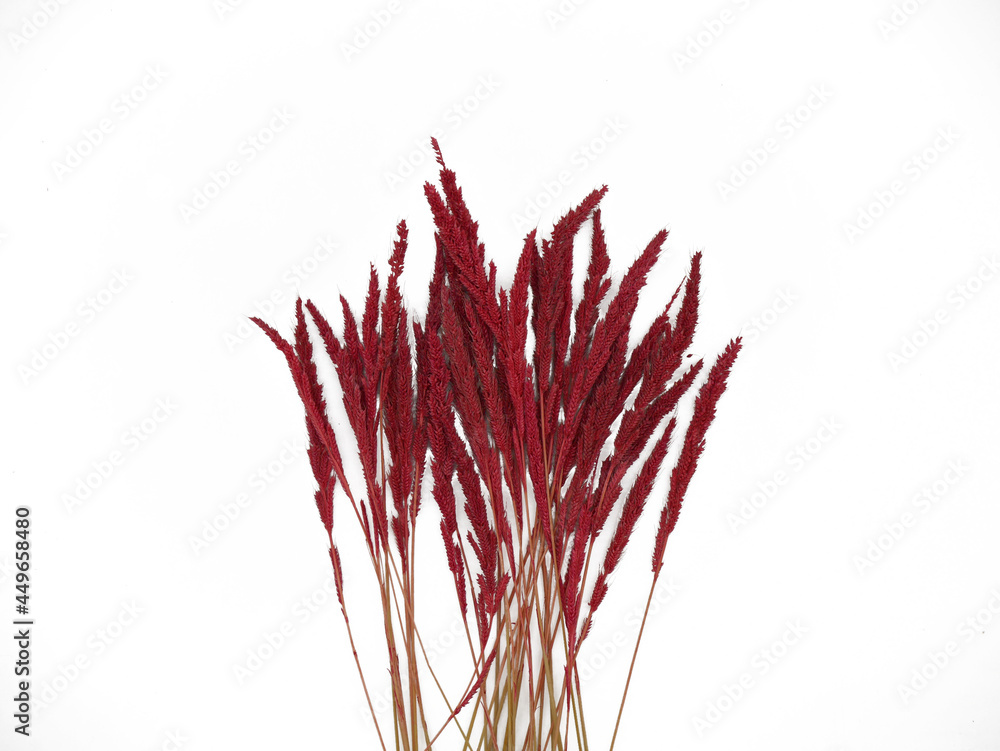 Naklejka premium red plant isolated on white