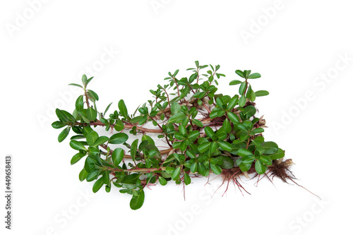 Ludwigia adscendens isolated on white background. Sunrose willow, Creeping water primrose, Water primrose