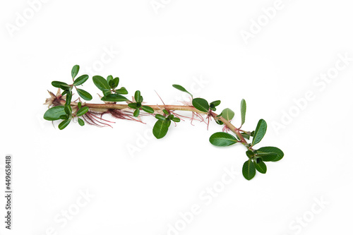 Ludwigia adscendens isolated on white background. Sunrose willow, Creeping water primrose, Water primrose