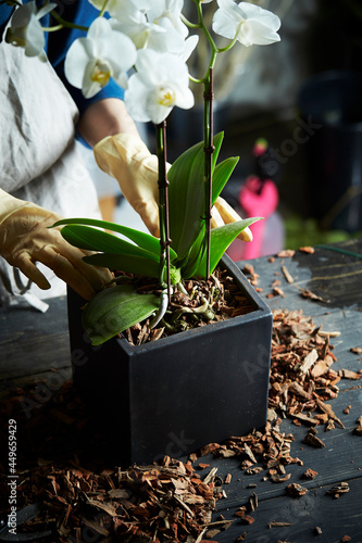 Phalaenopsis , Phalaenopsis orchid among repotting 