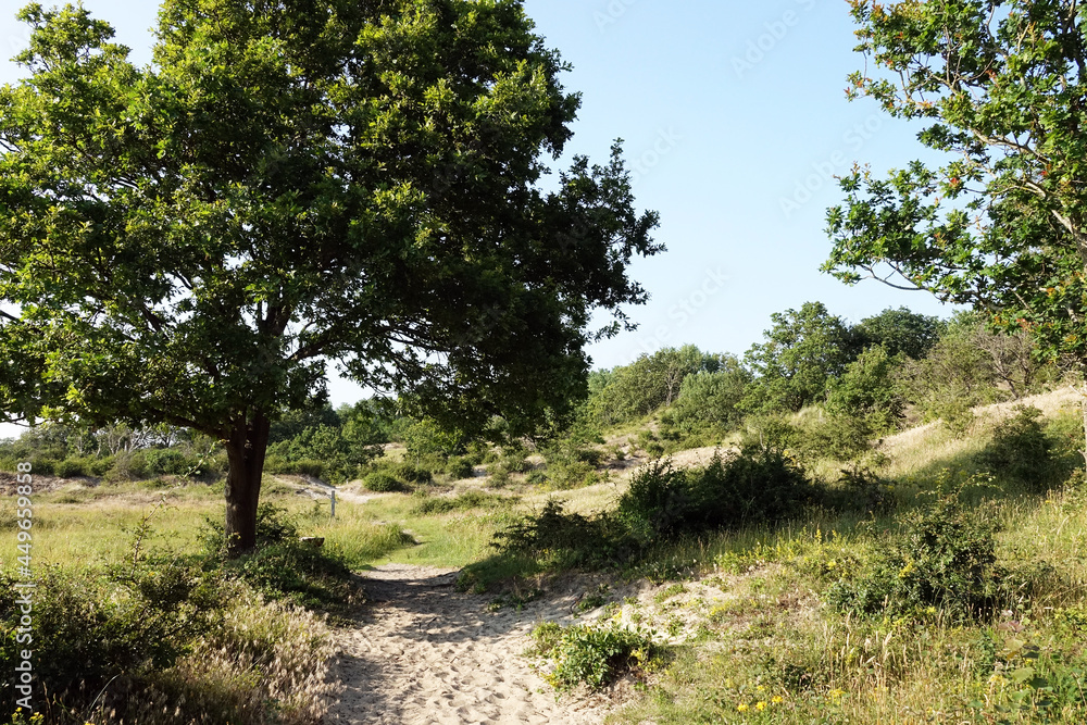 Netherlands. Landscape of the dunes in Voorne-Putten