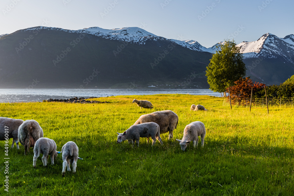 Fototapeta premium Fjordsheep