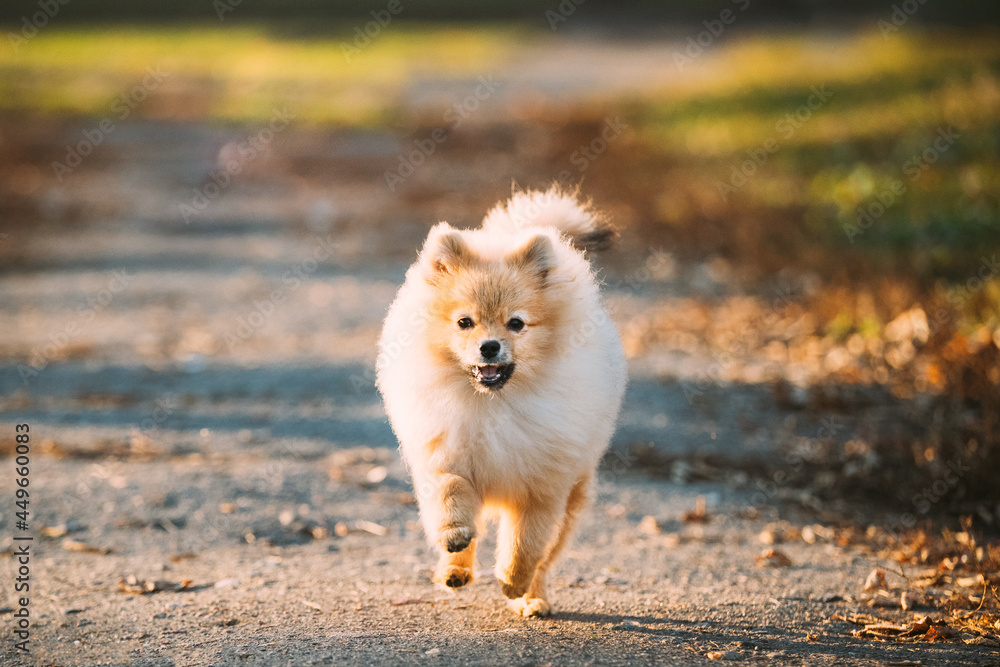 Funny Young Red Puppy Pomeranian Spitz Puppy Dog Happy Walking Outdoor In Autumn Park Lane.