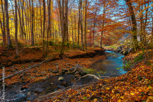 mountain river in the autumn forest. wonderful nature scenery in morning light. trees in colorful foliage and stones on the shore covered in fallen leaves. water flows down in the ravine © Pellinni