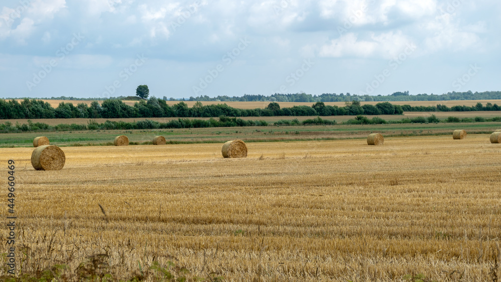 landscape with straw rolls on a fallow field, late summer in nature