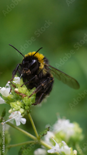 bumblebee on a flower © Светлана Зуботыкина