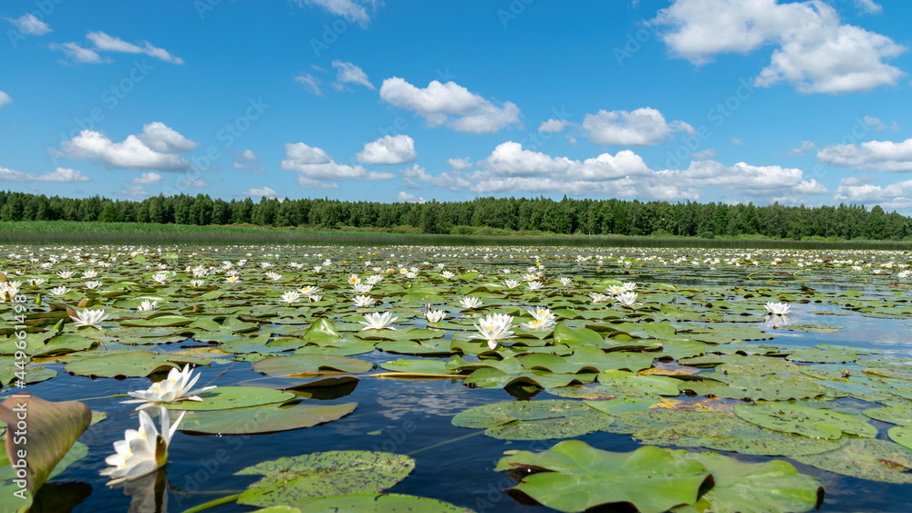 aquatic vegetation at the river bank on a sunny summer day, the lotus background photo is very beautiful in a water pot, Salaca river, Burtnieki lake, Latvija aquatic vegetation at the river bank on a sunny summer day, the lotus background photo is very beautiful in a water pot, Salaca river, Burtnieki lake, Latvija