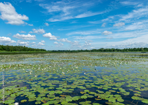water lily meadow, water lilies with green leaves floating on the water surface of a water channel mirror image under a blue sky with white clouds, Lake Burtnieki, Vecate, Latvia © ANDA
