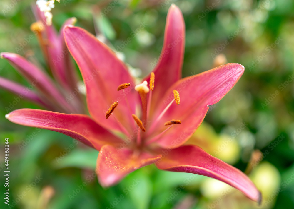 summer flowers in the garden on a sunny day, gardener summer