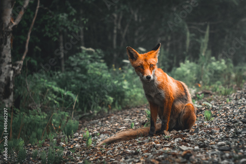 red fox in the forest