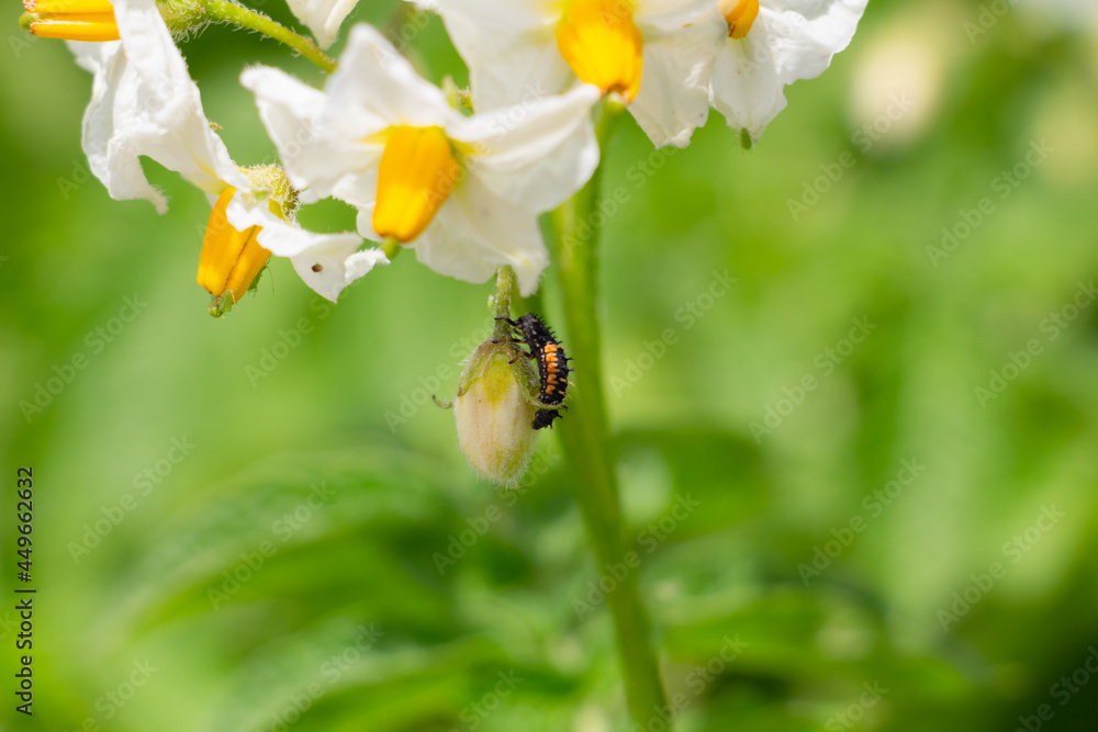 Potatoes bloom in the garden with white flowers, beetle on the bush Potatoes bloom in the garden with white flowers, beetle on the bush