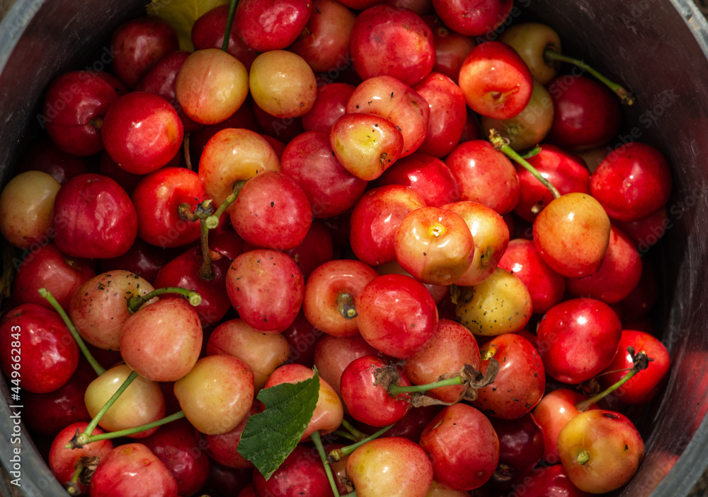 Cherry harvest, ripe cherries in a bucket
