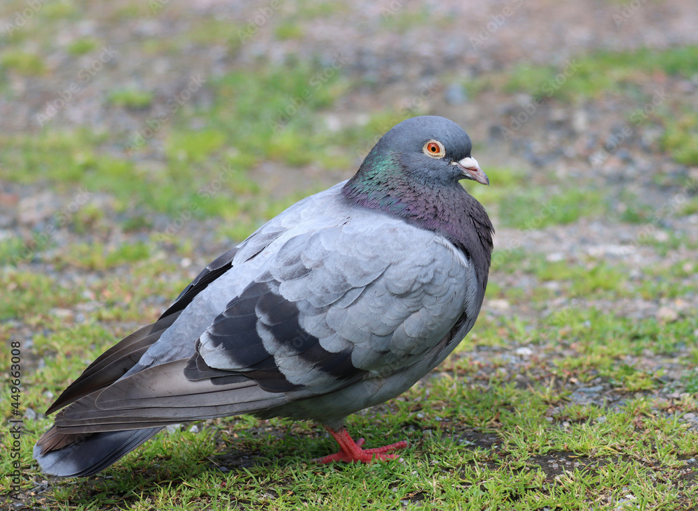 Obraz premium Rock dove