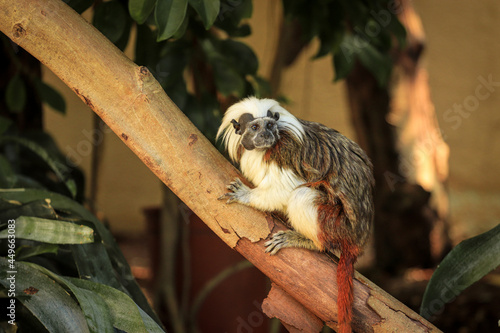Cotton-top tamarin monkey mong the vegetation of a tropical jungle
