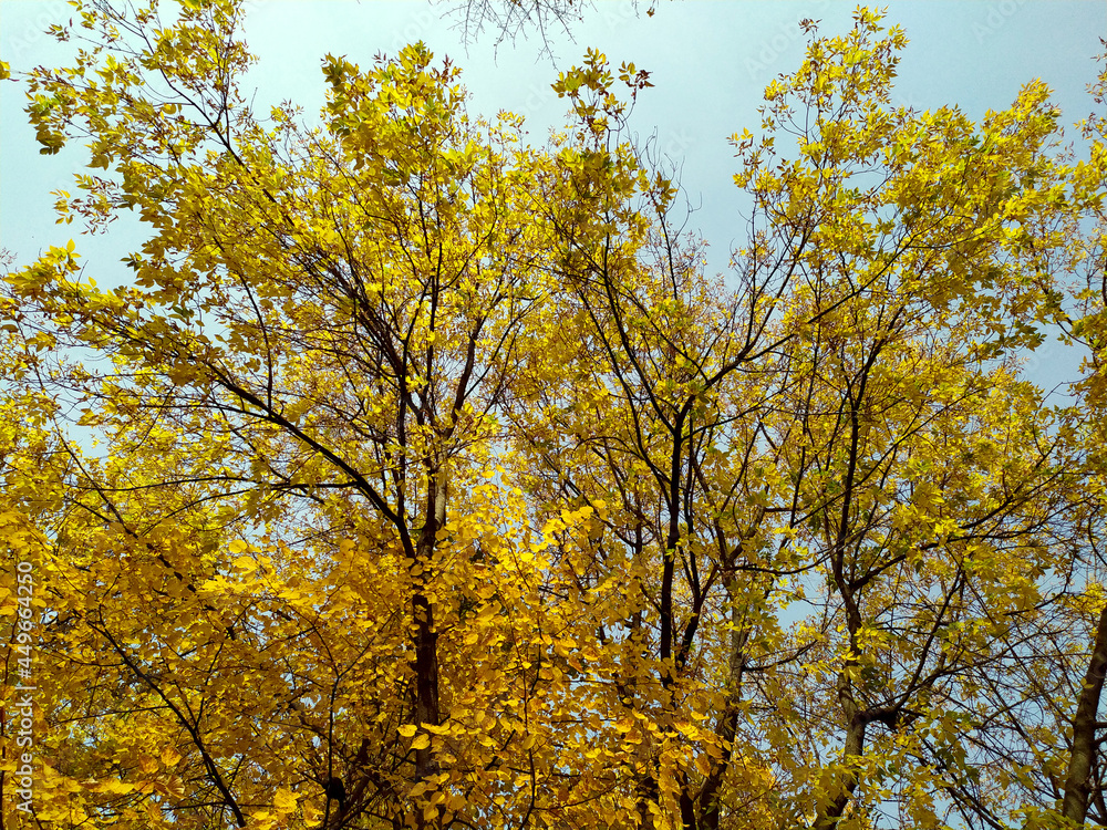 Yellow leaves against the blue sky. Autumn. Trees with lags of yellow leaves on branches. Clear blue sky. Background. Texture. Autumn card. Copy space for text Yellow leaves against the blue sky. Autumn. Trees with lags of yellow leaves on branches. Clear blue sky. Background. Texture. Autumn card. Copy space for text