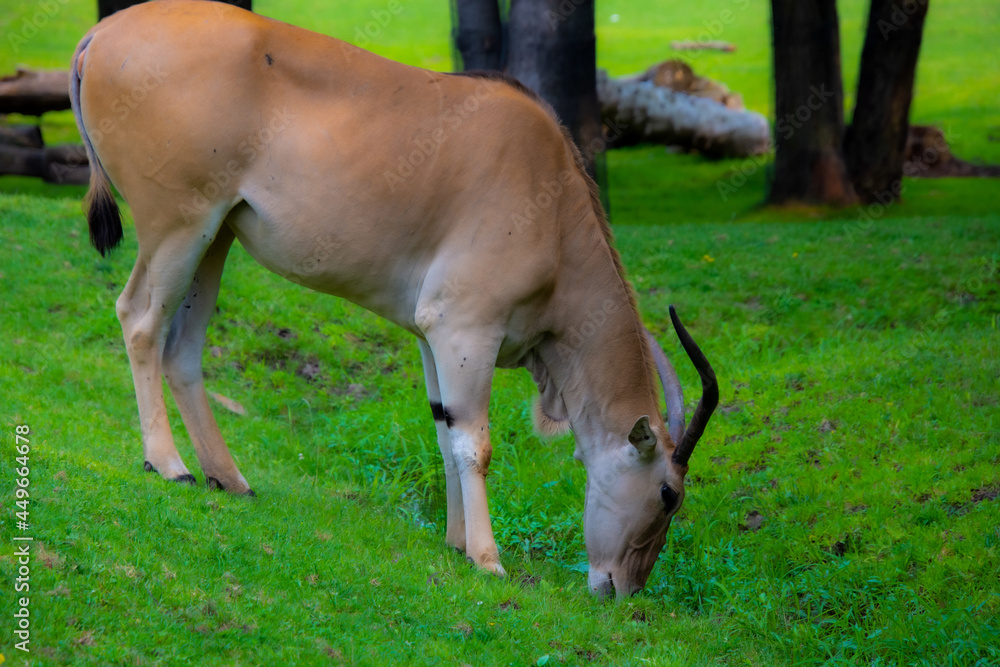 Beautiful Common eland of Africa in a Canadian zoological park Beautiful Common eland of Africa in a Canadian zoological park