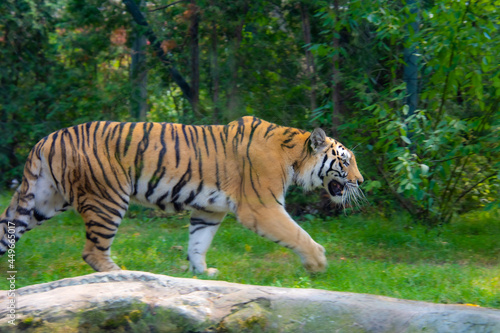 Beautiful tiger in the zoological park of Granby  province of Quebec  Canada