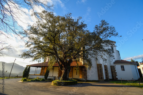 Centennial holm oak of San Esteban de Galdames, with the church behind photo