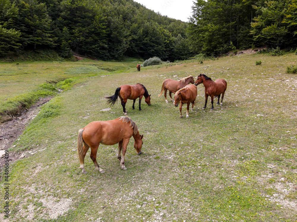 Cavalli liberi
