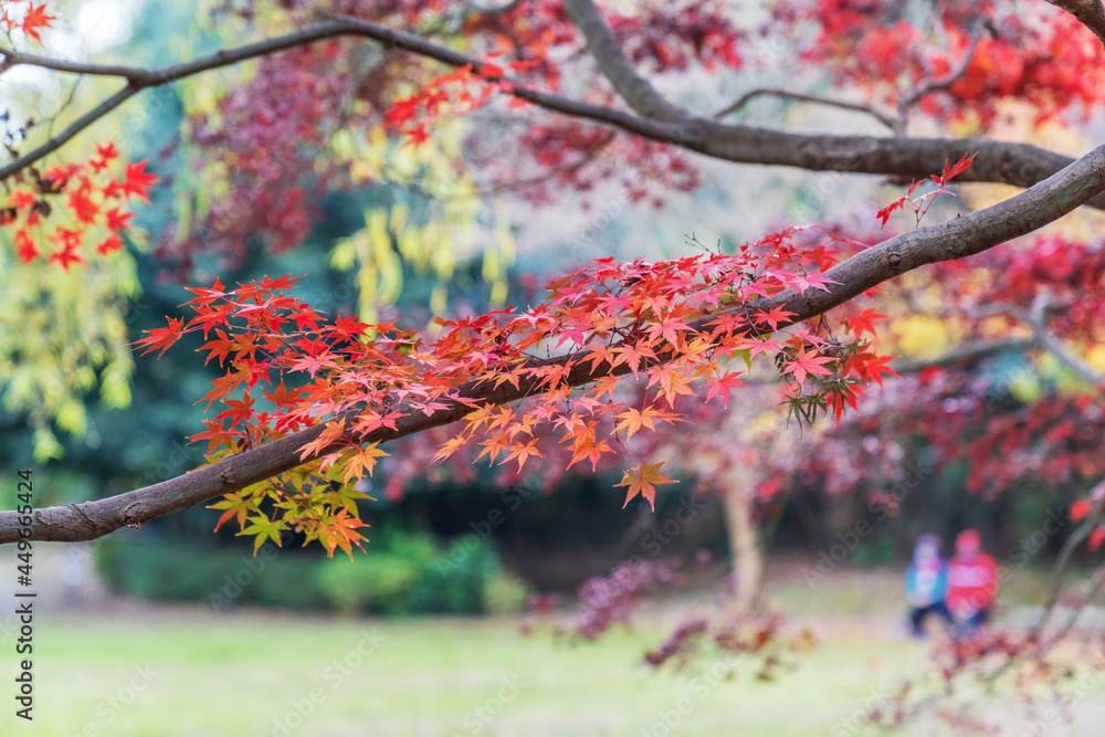 紅葉