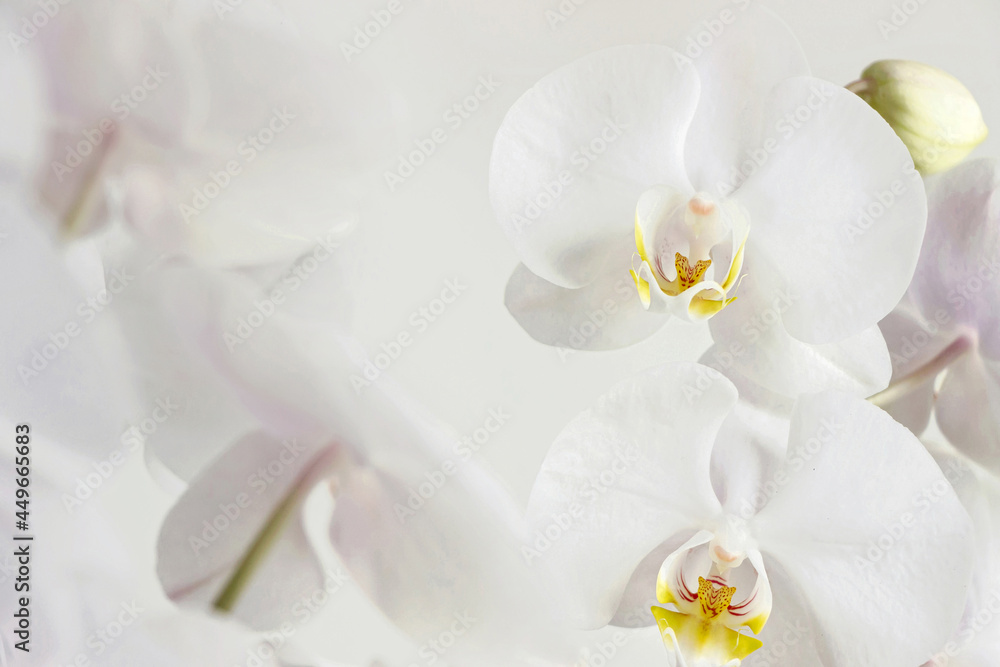 close up of blooming white orchid flower bouquet	
