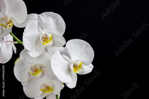 close up of white orchid flower bouquet on black background 