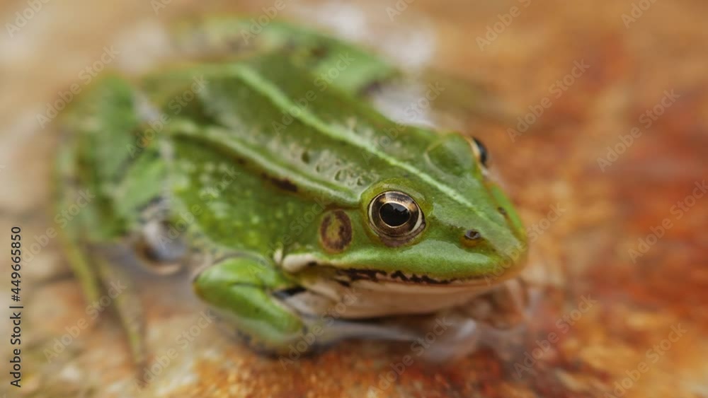 The green frog sits on the rock in the water. Shallow depth of field. Zoom out with smooth focus pull to the eye. At the end of the shot, the frog jumps out of the frame. The green frog sits on the rock in the water. Shallow depth of field. Zoom out with smooth focus pull to the eye. At the end of the shot, the frog jumps out of the frame.