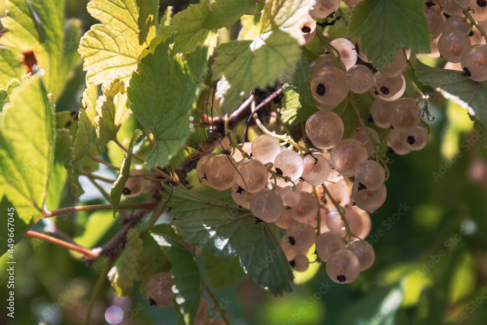 White currant fruits and leaves on a branch by sunny summer day. Fresh berries on a branch in the sunlight White currant fruits and leaves on a branch by sunny summer day. Fresh berries on a branch in the sunlight
