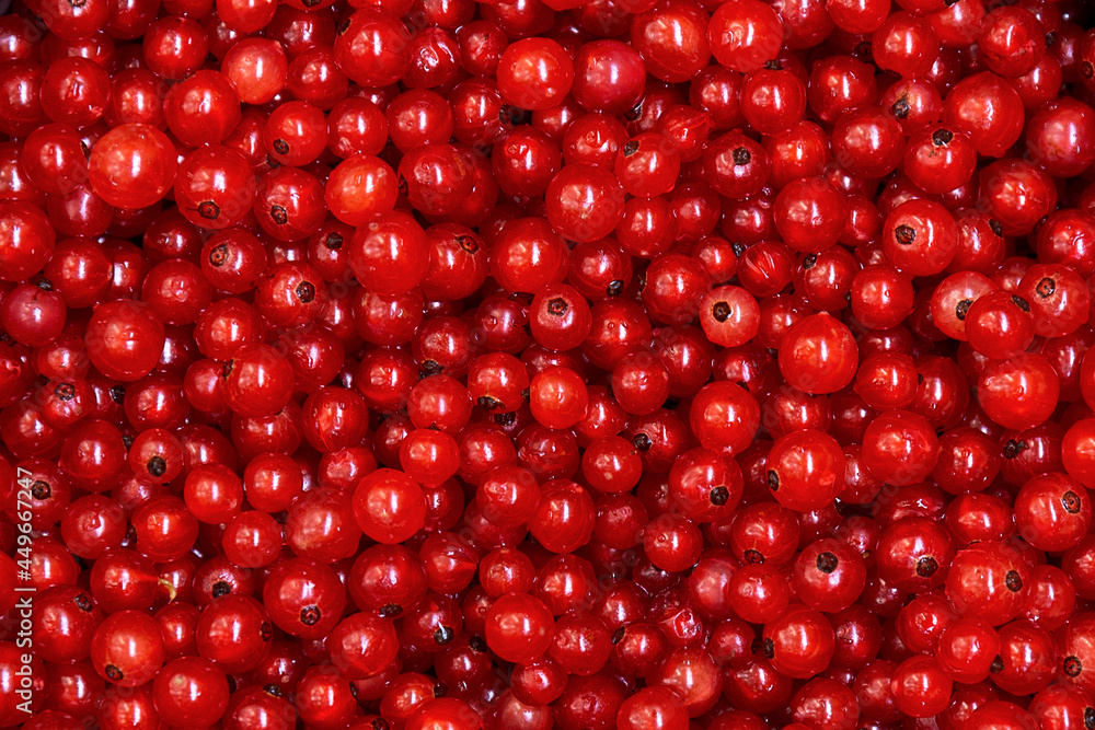 A closeup shot of red currant fruits by summer day A closeup shot of red currant fruits by summer day