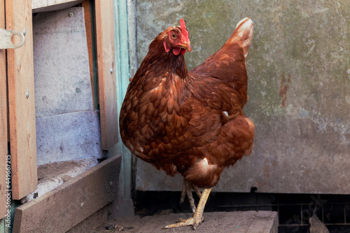 A chicken is standing against a wall by summer day