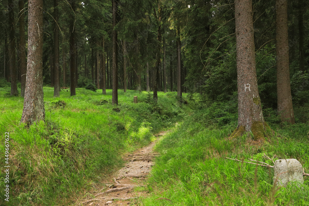 Fototapeta premium The hiking trail Rennsteig in Ernstthal, Thuringia - Germany 