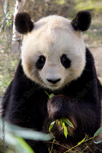 Große Panda (Ailuropoda melanoleuca) Riesenpanda oder Pandabär von vorne © Aggi Schmid