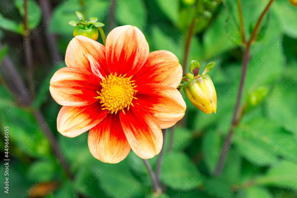 Fototapeta premium blume rote blüte