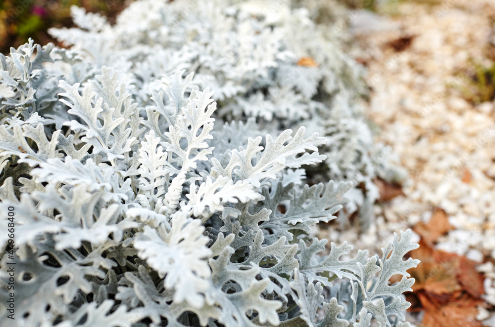 Beautiful Silver dust Cineraria maritima in the garden, autumn time, closeup. Natural background of cineraria maritima, selective focus. Beautiful Silver dust Cineraria maritima in the garden, autumn time, closeup. Natural background of cineraria maritima, selective focus.