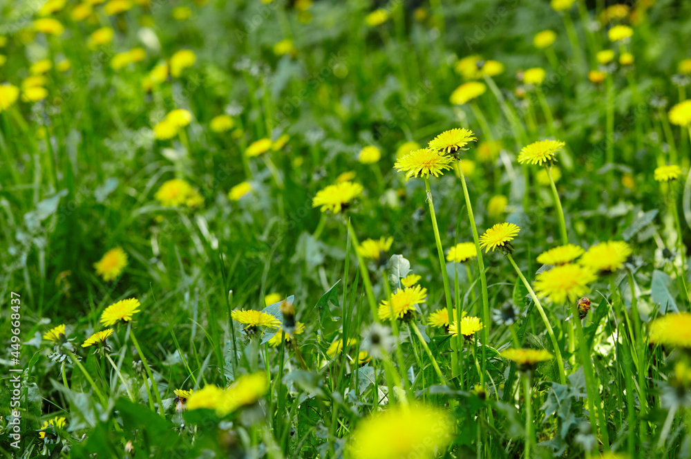 Green field with yellow dandelions in spring. Closeup of yellow spring flowers on the ground