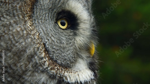 great grey owl © Роман Храмов