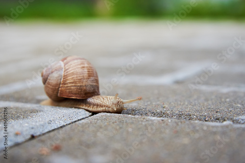 Burgundi snail crawling on the asphalt road. Big mollusk with shell, close up