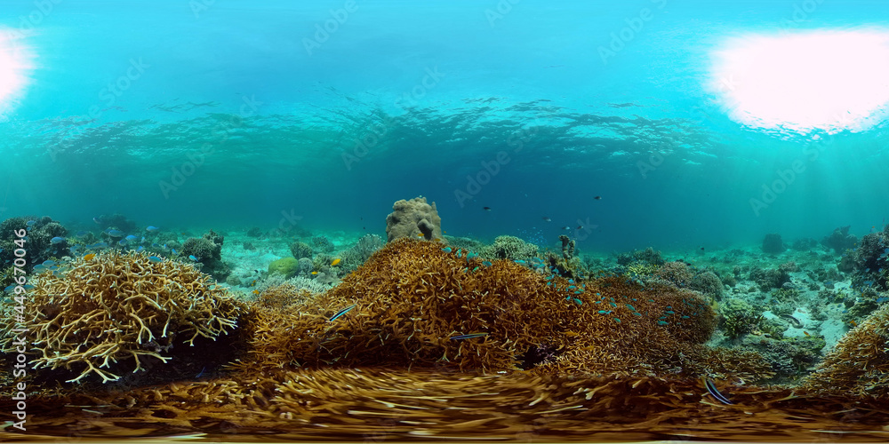 Marine life sea world. Underwater fish reef marine. Tropical colourful underwater seascape. Philippines. Virtual Reality 360.