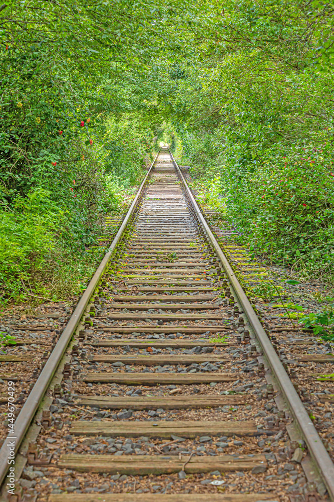 Image along a disused railroad line through a densely overgrown forest during the day Image along a disused railroad line through a densely overgrown forest during the day
