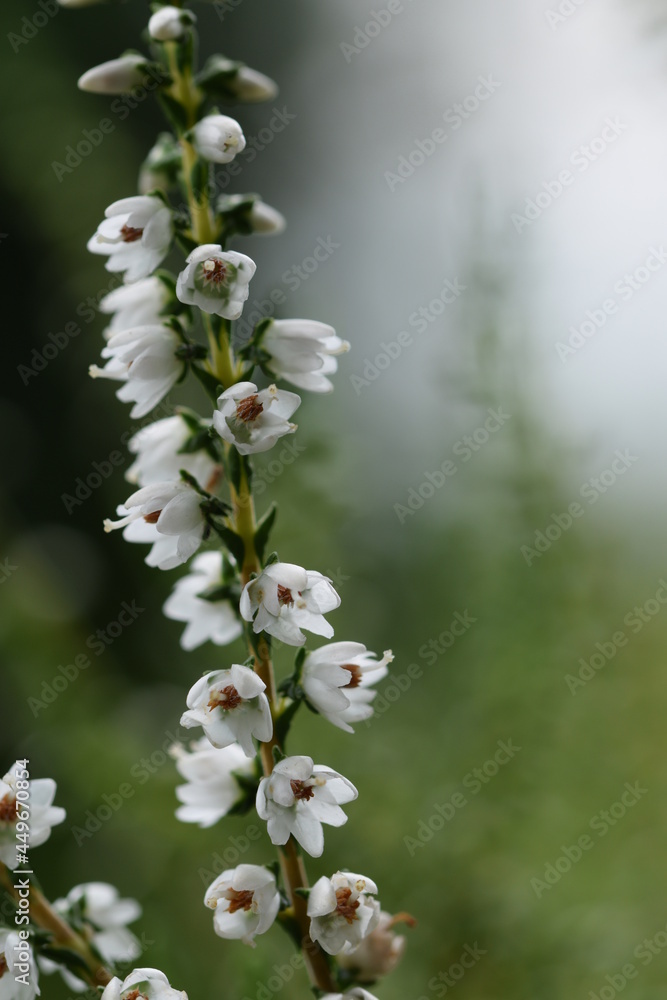 Heather white flowers closeup, Calluna vulgaris blooming white, selective focus, bokeh background, floral background with a copy space.