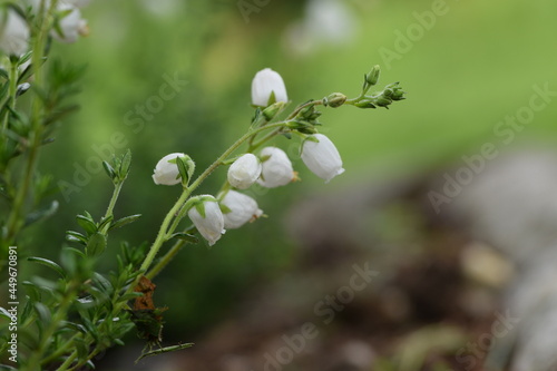 Daboecia cantabrica white flowers on bokeh garden background. photo