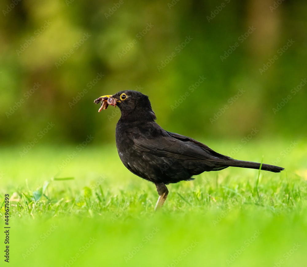 Amsel mit würmern im schnabel Amsel mit würmern im schnabel