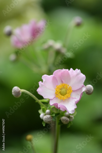 Anemone scabiosa pastel pink flowers.