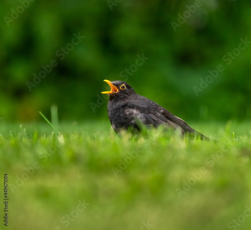 Amsel jungvogel auf einer wiese