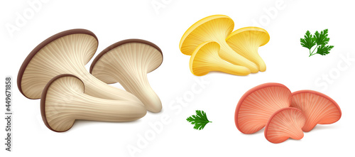 Groups of fresh oyster mushrooms different colors (yellow, pink and brown (black)), green leaves of parsley isolated on white background. 