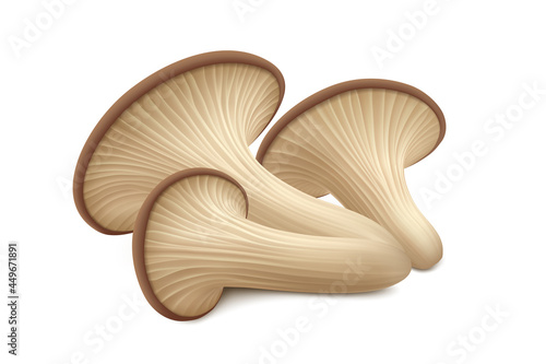 Three fresh oyster mushrooms isolated on white background. Side view. Realistic vector illustration.  