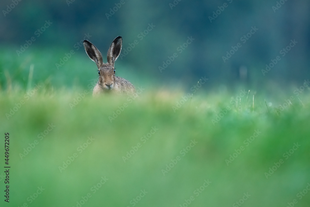 hare in the grass hare in the grass