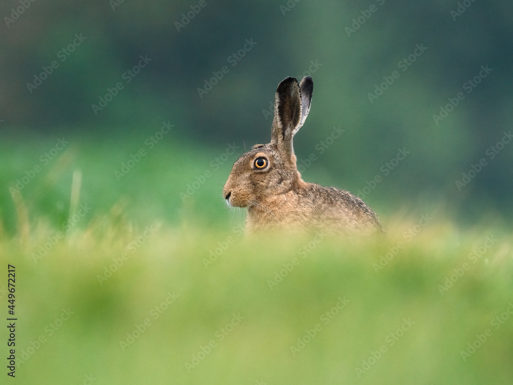 Fototapeta premium rabbit in the grass