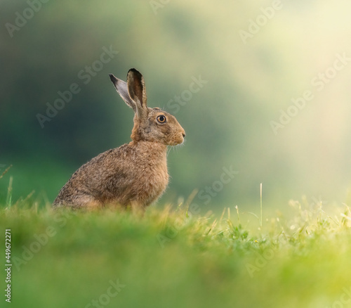 hare in the morninglight